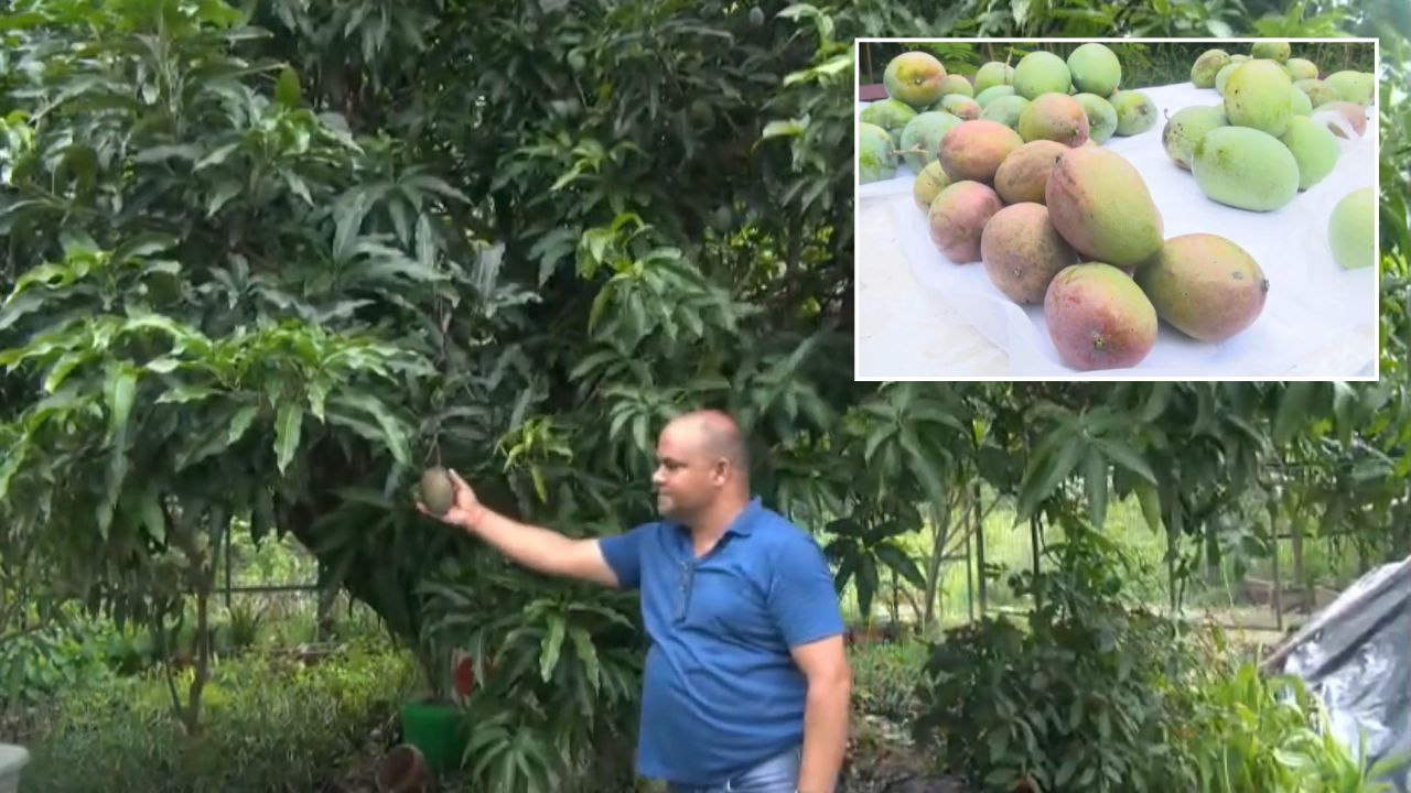 Dehradun Mango Tree Sets Unique Record Over 42 Varieties Of Mangoes Growing On Single Tree By Grafting Technique