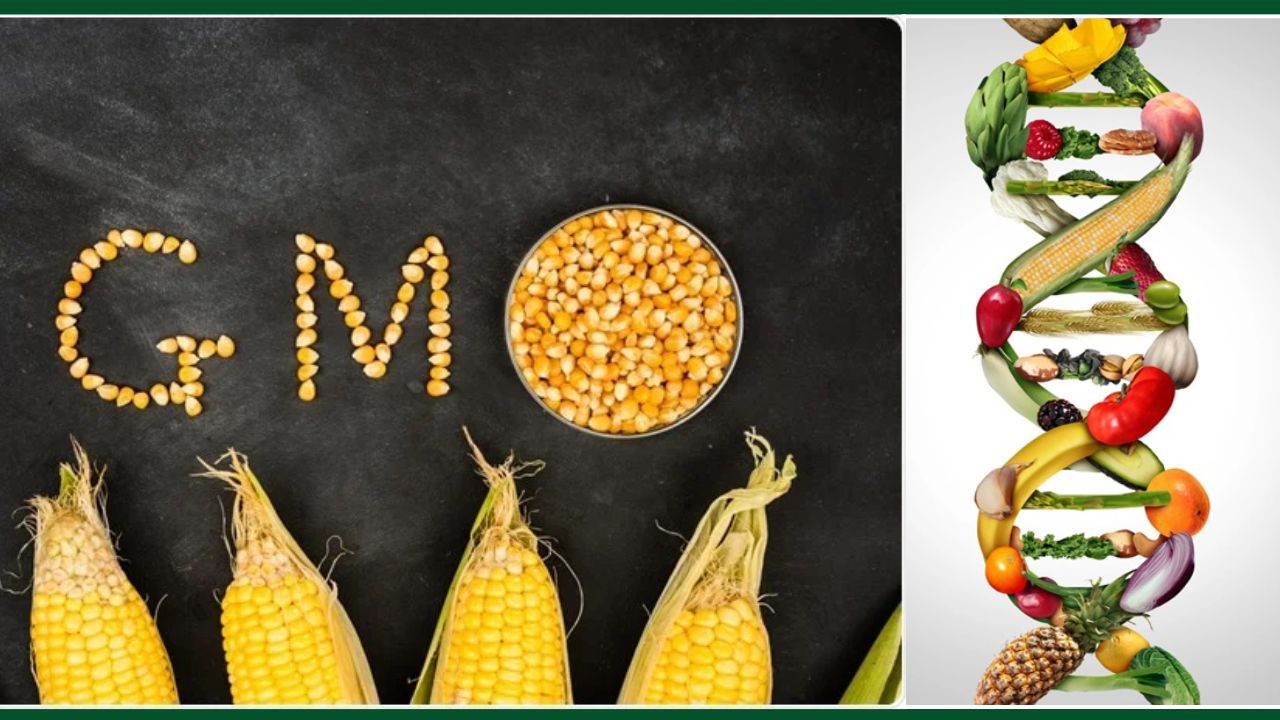 If Other Countries Can Achieve Better Pulse Yields Without Gm Seeds Why Cant We Said Agri Minister Shivraj Singh Chouhan