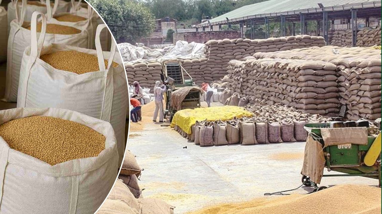 Bikaner Agricultural University Developed Organic Nano Insecticide From Custard Apple Seeds That Is Effective In Protecting Storage Grain From Pests