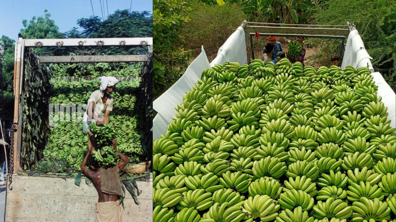 Bananas And Makhana Transportation From Bihar To Gain Momentum And Farmers Losses On Fruits And Vegetables Will Decrease Sales Rises