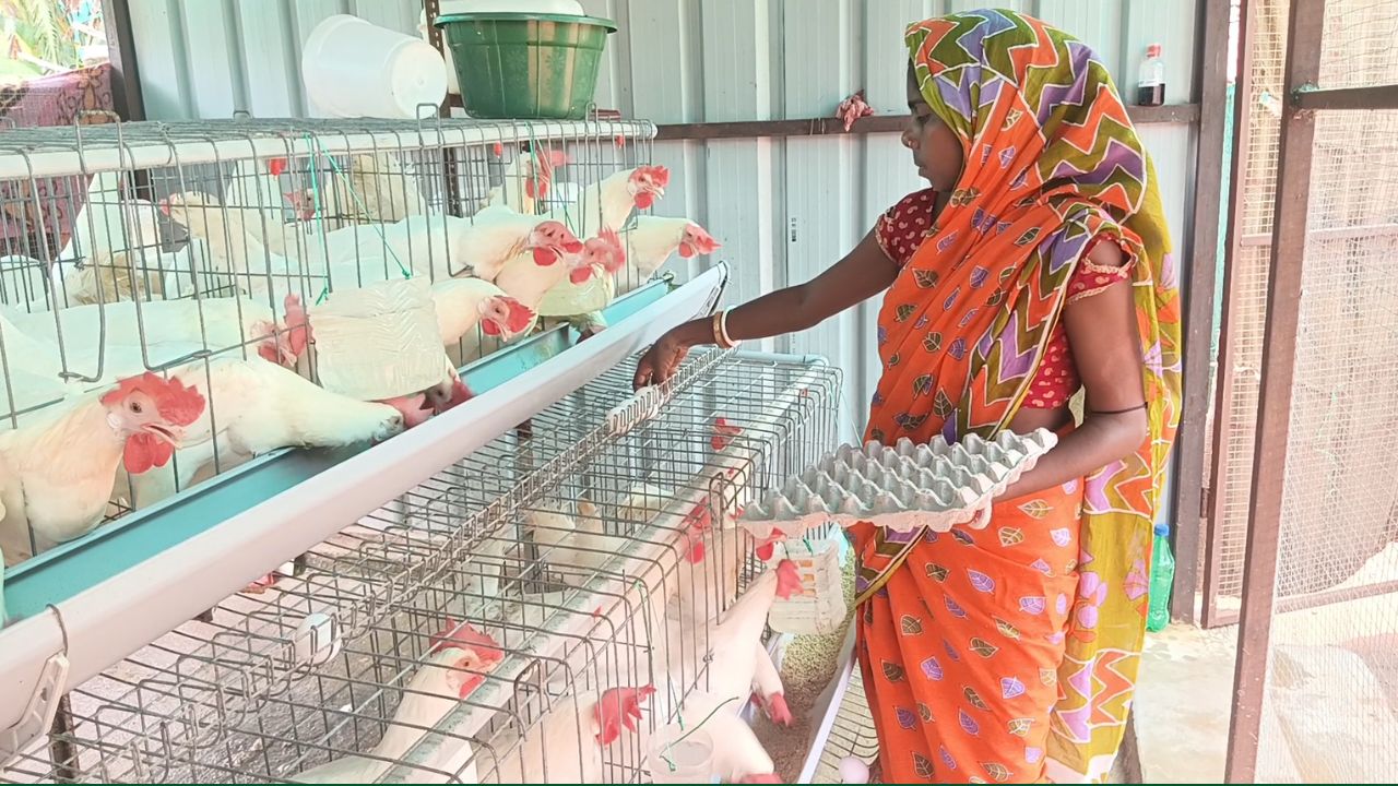 Tribal Woman Asha Devi Becomes Wealthy Through Poultry Farming Boosted Earnings From Egg And Meat Sales