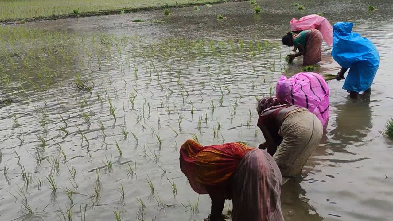 Kharif Season Gains Momentum After Rain Paddy Transplanting 27 Pc Complete Farmers Done Half Of The Maize Crop Sowing