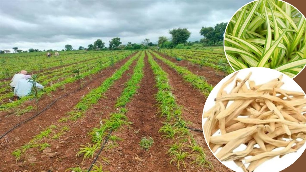 Safed Musli Farmer Anil Verma From Madhya Pradesh Funding His Son Education In Us By Farming