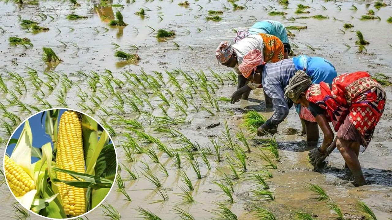 Paddy And Maize Farmers In Punjab And Haryana Happy Due To Heavy Rainfall And Soon Overcome From El Nino Effect