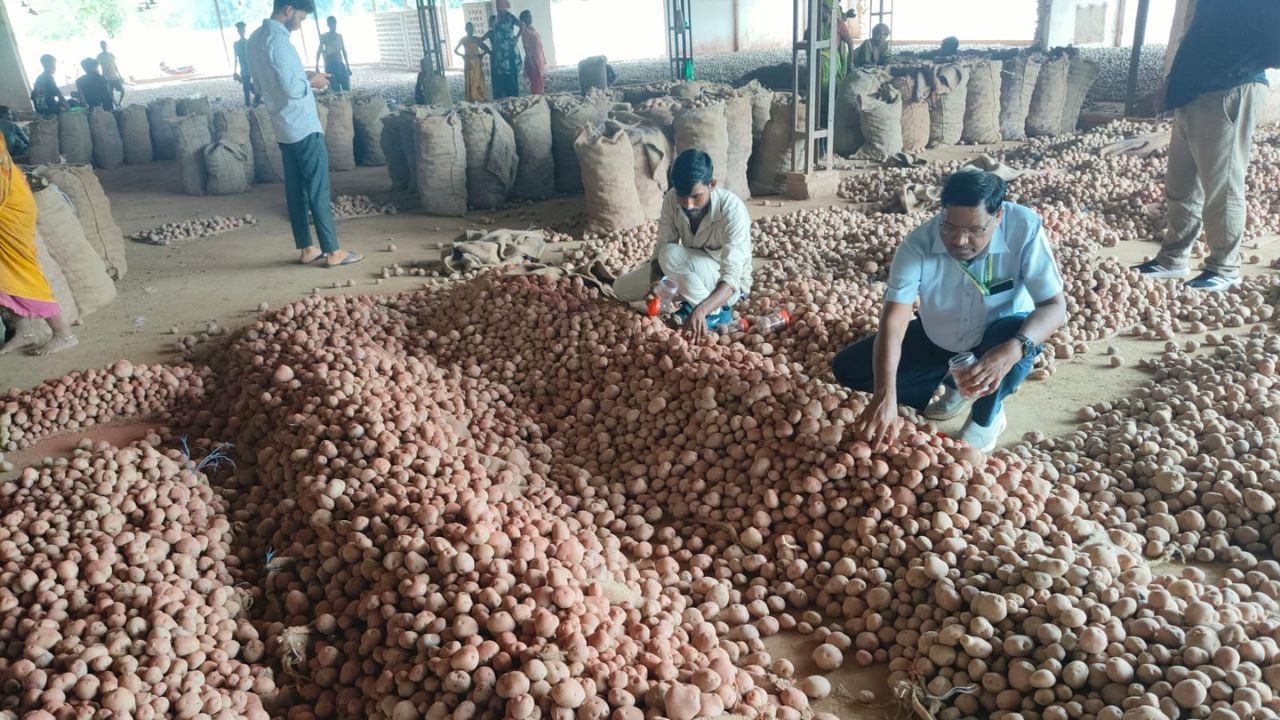 Potato Adulteration Exposed In Sitapur Up Over 66 70 Quintals Of Potatoes Being Dyed Seized