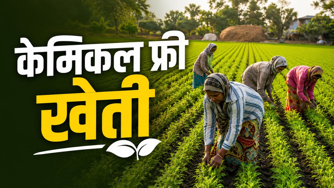 Chemical Free Farming Gaining Success Over 50000 Farmers Reduced Use Of Chemical Fertilizers Organic Farming