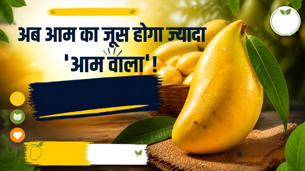 Totapuri Mango Pulp Mandatory Drinks Mango Butter Shivraj Singh Chouhan Farmers