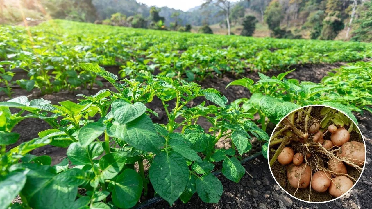 Scientists Have Issued A Warning Potato Blight Disease Spread Rapidly