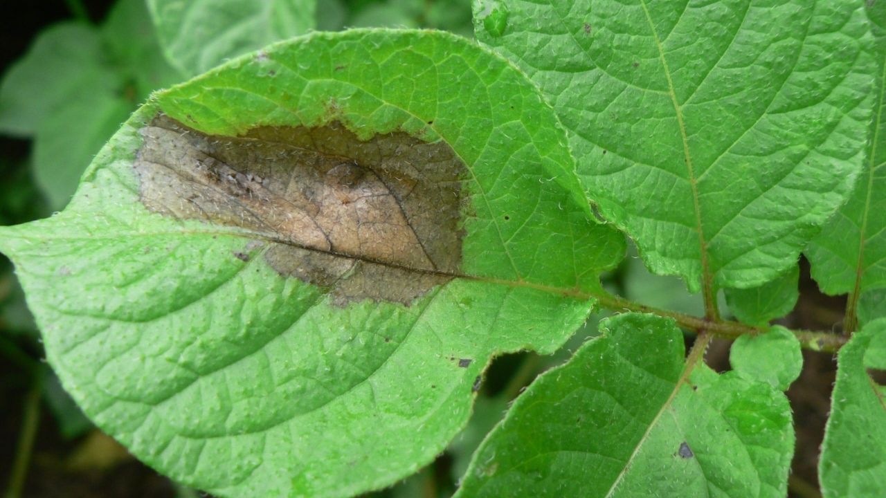 Potato Late Blight Alert Cpri Shimla Advisory For Farmers To Protect Potato Crop