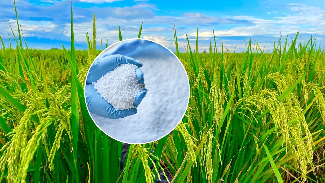 Punjab Paddy Farming Urea Use Scientists Warn Farmers