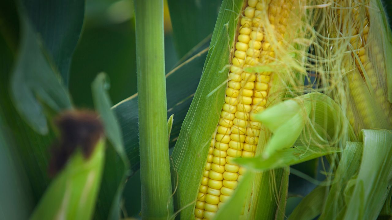 Makka Ki Kheti Best Maize Seed Varieties For Kharif Farming High Yield Corn Cultivation Tips