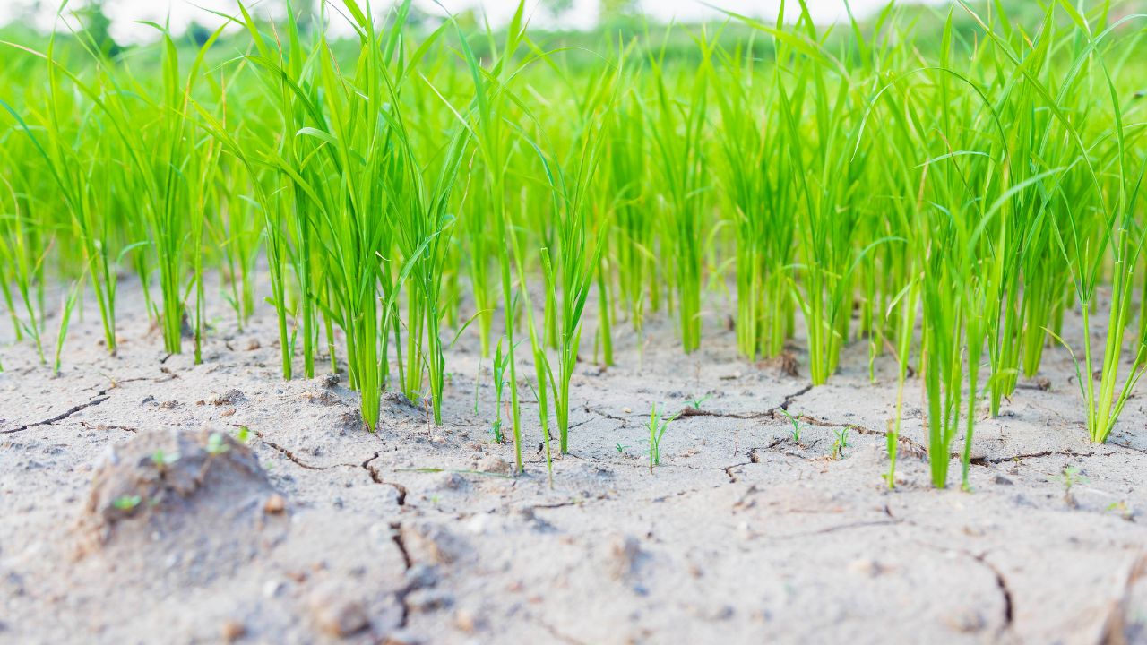 Rice Farming Andhra Pradesh Rice Farmers Crops Wither Due To Lack Of Irrigation