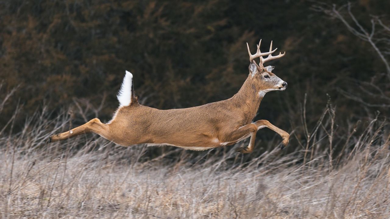 Mp News 13 Deer Found Dead In Open Well In Shajapur Madhya Pradesh Forest Department Under Queations