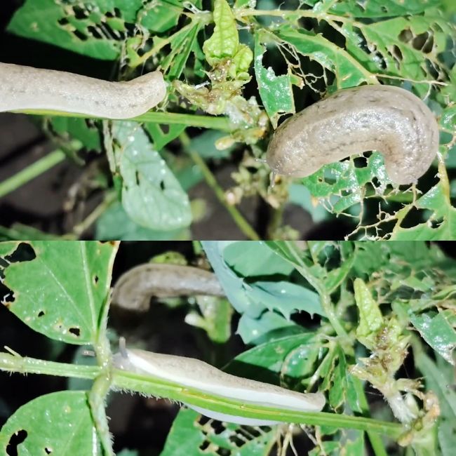 snails eat up soybean crops
