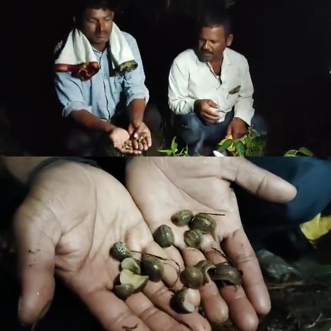 snails eat up soybean crops