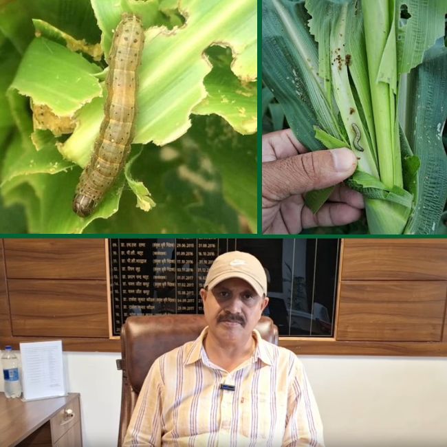 Dangerous Fall Armyworm damaging maize crops
