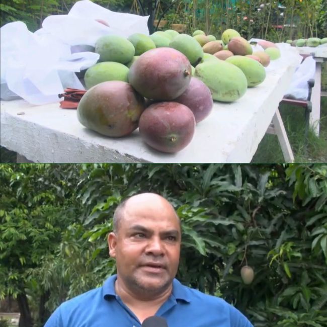 Dehradun mango tree produce 42 varieties mango