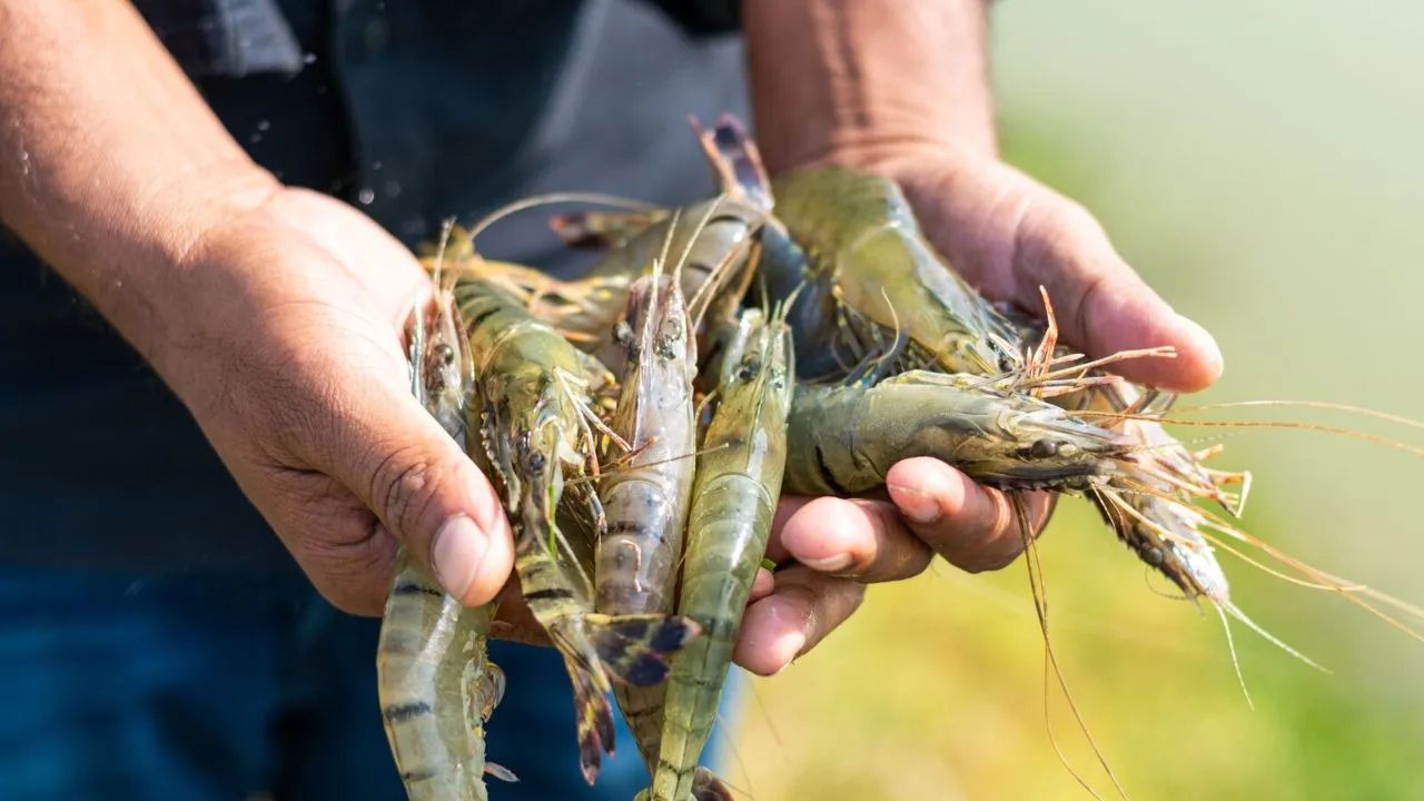 Shrimp Farming Punjab Fish Farming Shrimp Production Twice A Year
