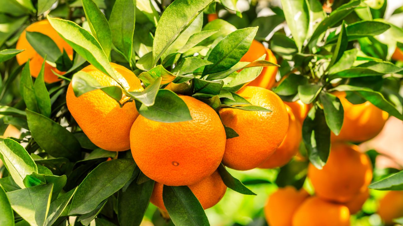 Sirsa Kinnow Receives Gi Tag Cultivation Will Now Receive A Boost
