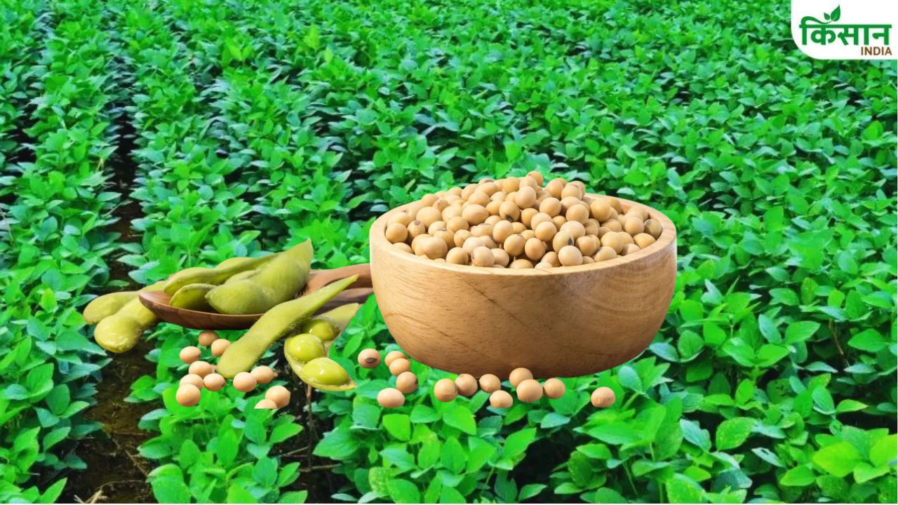 Soybean Sowing Crosses 11 Point 1 Million Hectares Good Rains Boost Crop