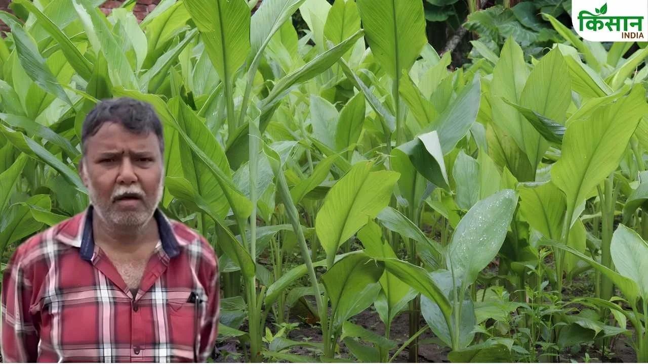 Bhind Farmer Rajeev Sharma Organic Black Yellow Turmeric Farming Success Story