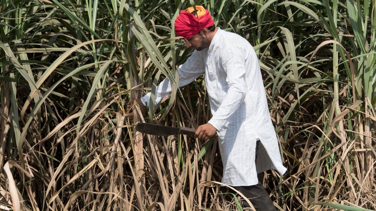 Government Says No Special Budget For Sugarcane Dues Announces Focus On New High Yield Cane Varieties