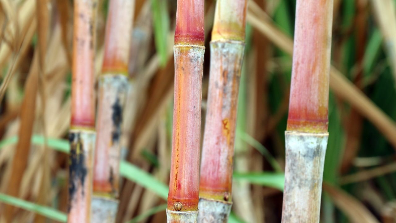 Bihar Government Launches New Sugarcane Subsidy Scheme With Up To Ruppes 2 Point 5 Lak Assistance