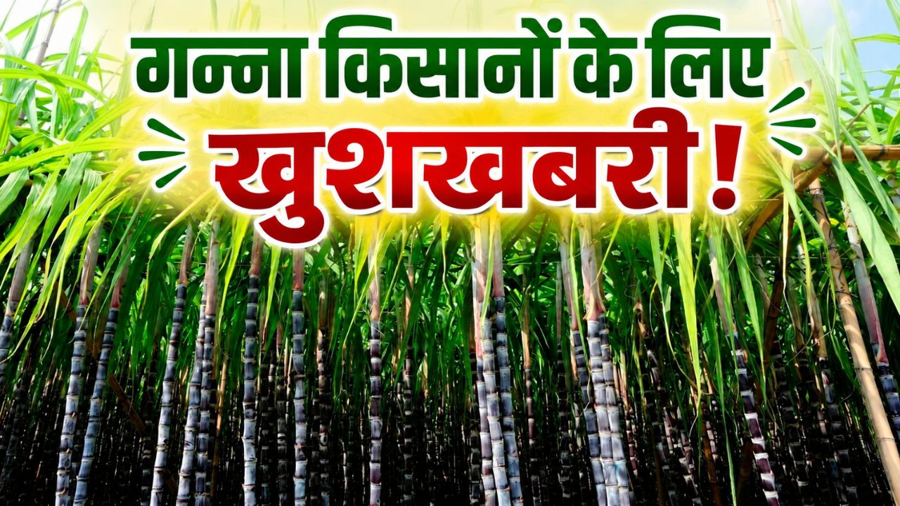 Indian Potash Limited Joins Hands With Upl To Increase Sugarcane Production