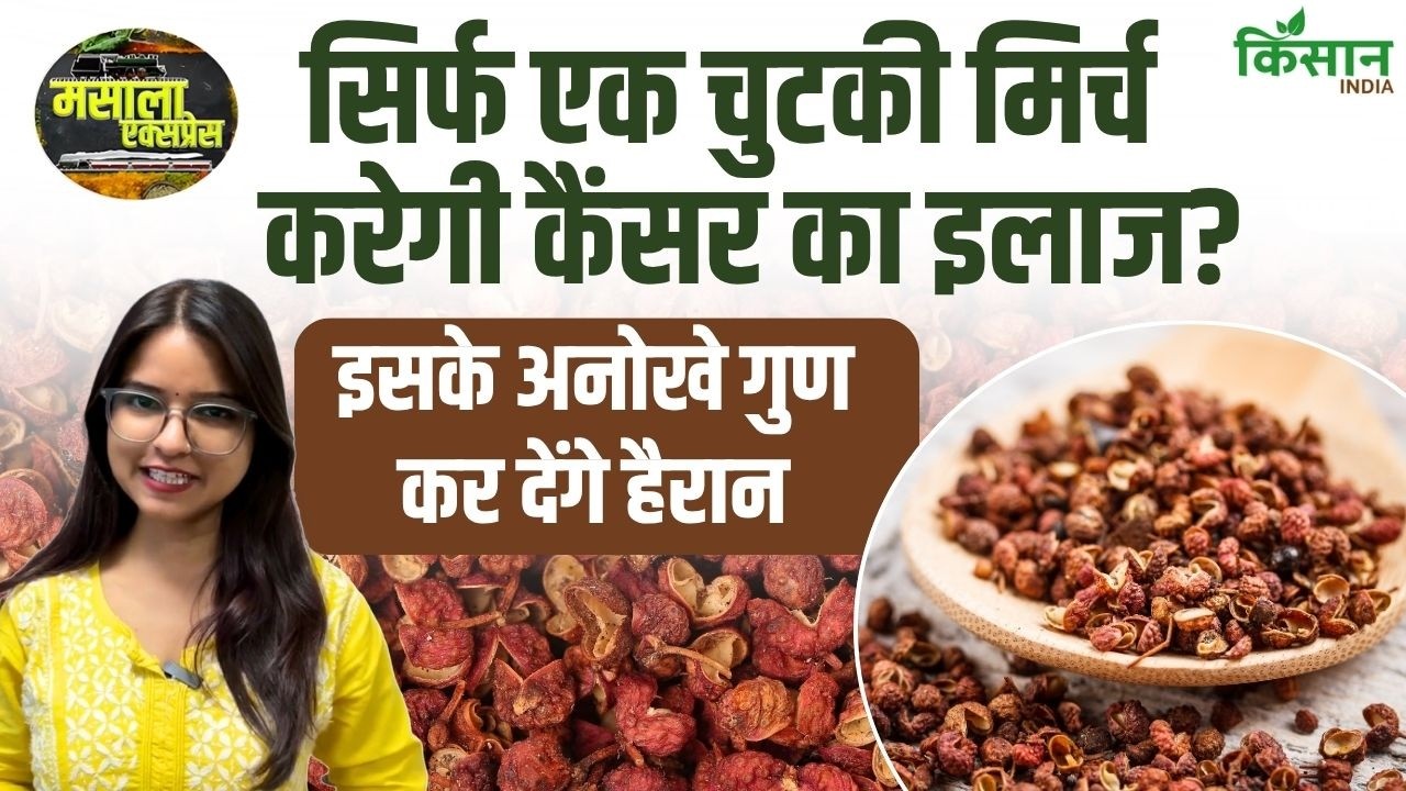 Effective Against Everything Cancer High Cholesterol You Amazed Learn Benefits Sichuan Pepper