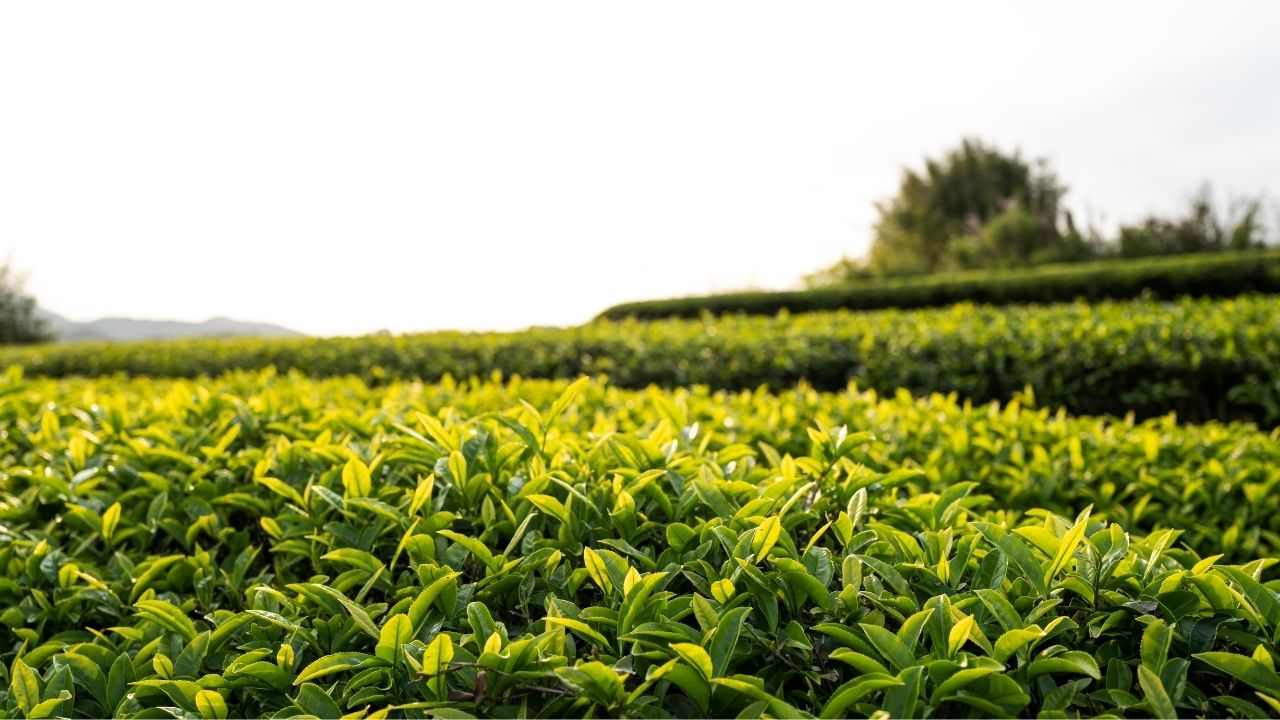 Bihar Tea Development Scheme Seemanchal Tea Farming Kishanganj Purnia Katihar Farmers
