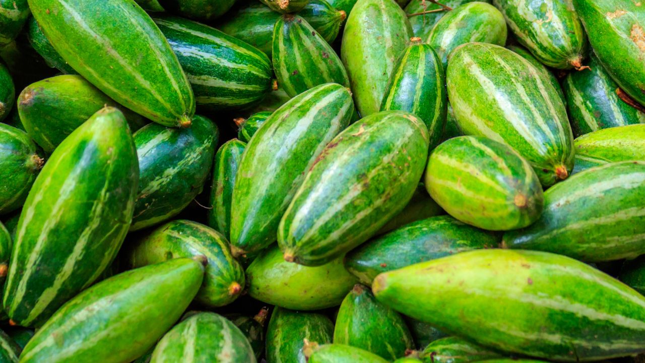 Cultivate Pointed Gourd Using Scientific Methods Farmers See Increased Income Alongside Better Yields