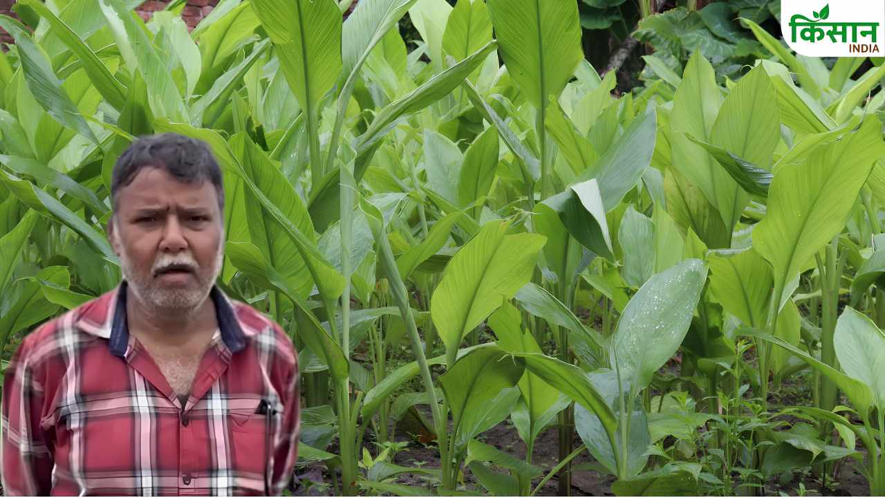Bhind Farmer Rajeev Sharma Organic Black Yellow Turmeric Farming Success Story