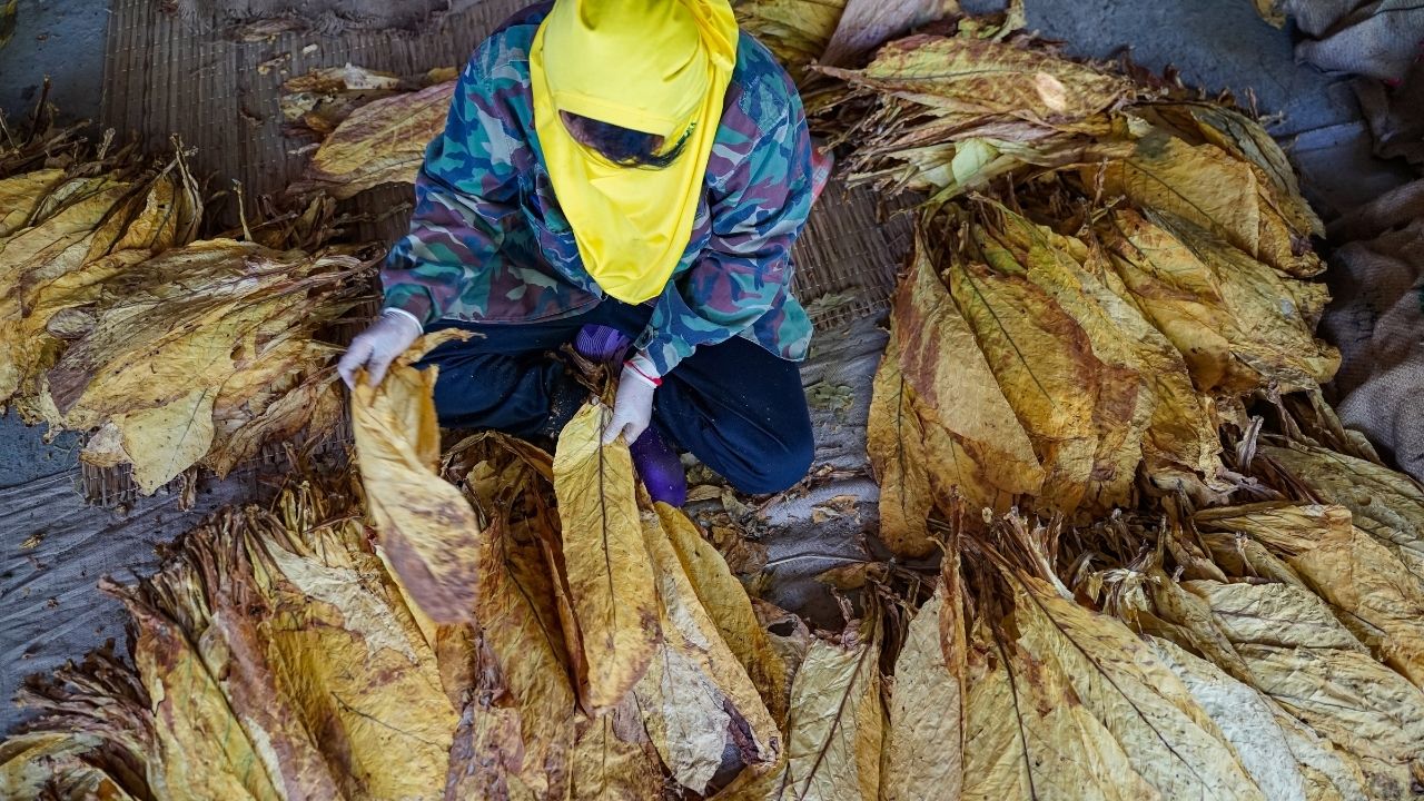Tobacco Exports From India Rise 166 Percent In 10 Years Farmers Get Higher Prices