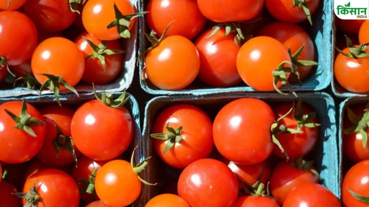 Tomato Price Fall Tomato Mandi Rate Himachal Pradesh Tomato Farmers