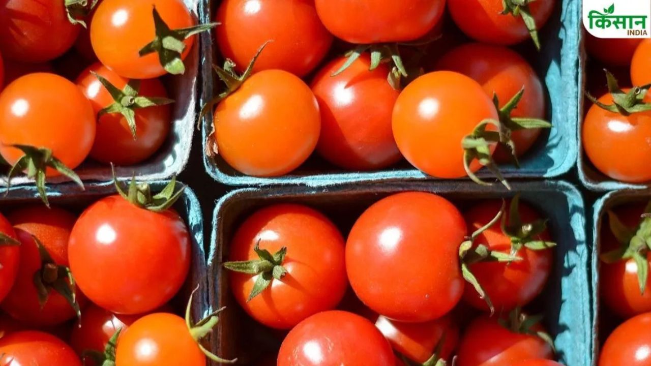 Tomato Prices Fall Wholesale Prices Tomatoes In Karnataka Have Fallen By 64 Percent