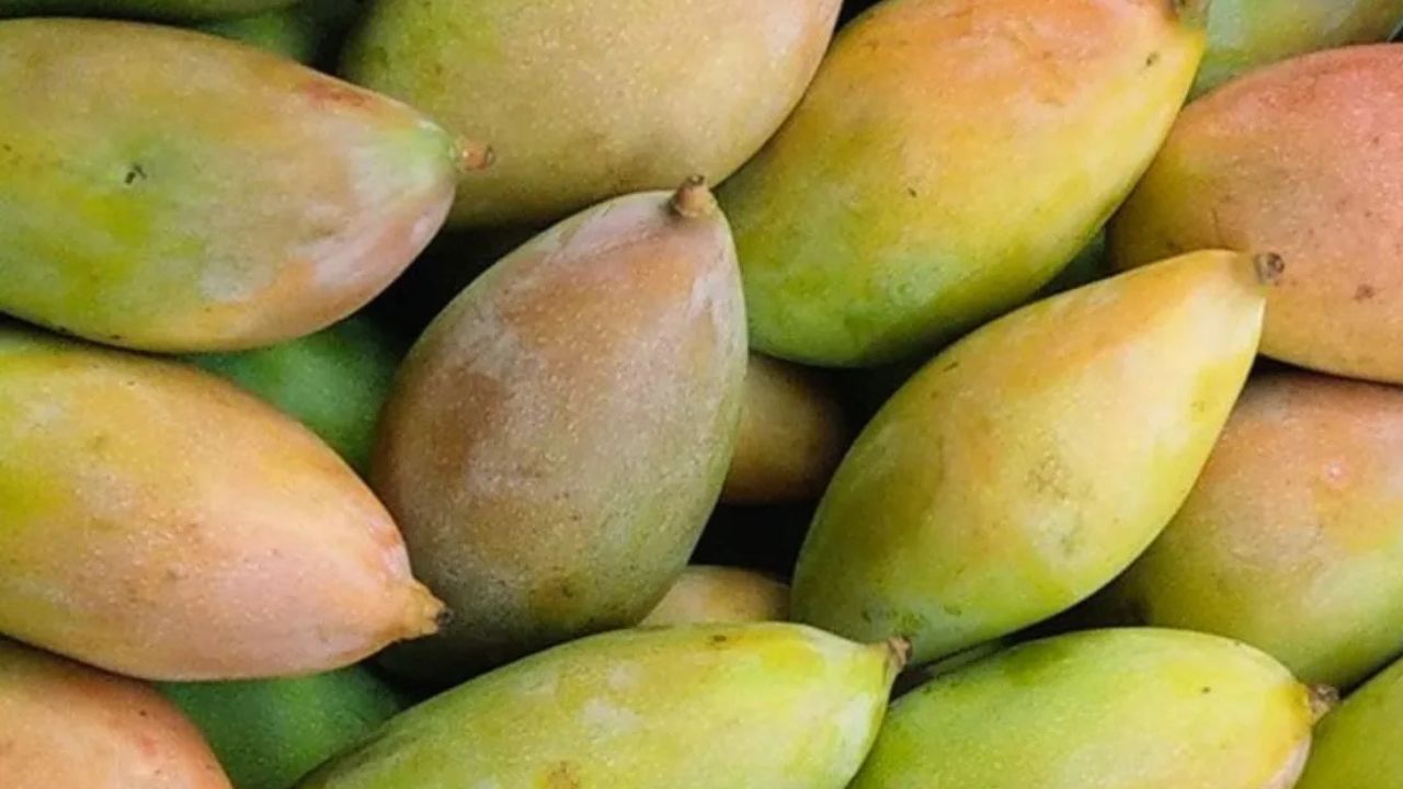 Pdp Scheme Approved In Andhra Pradesh Totapuri Mangoes Purchased Mango Rate Rs 1747 Per Quintal