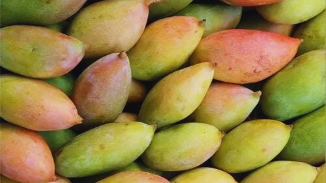Centre Approves Bhavantar Payment Amid Totapuri Mango Crisis In Andhra Pradesh Forms Expert Committee