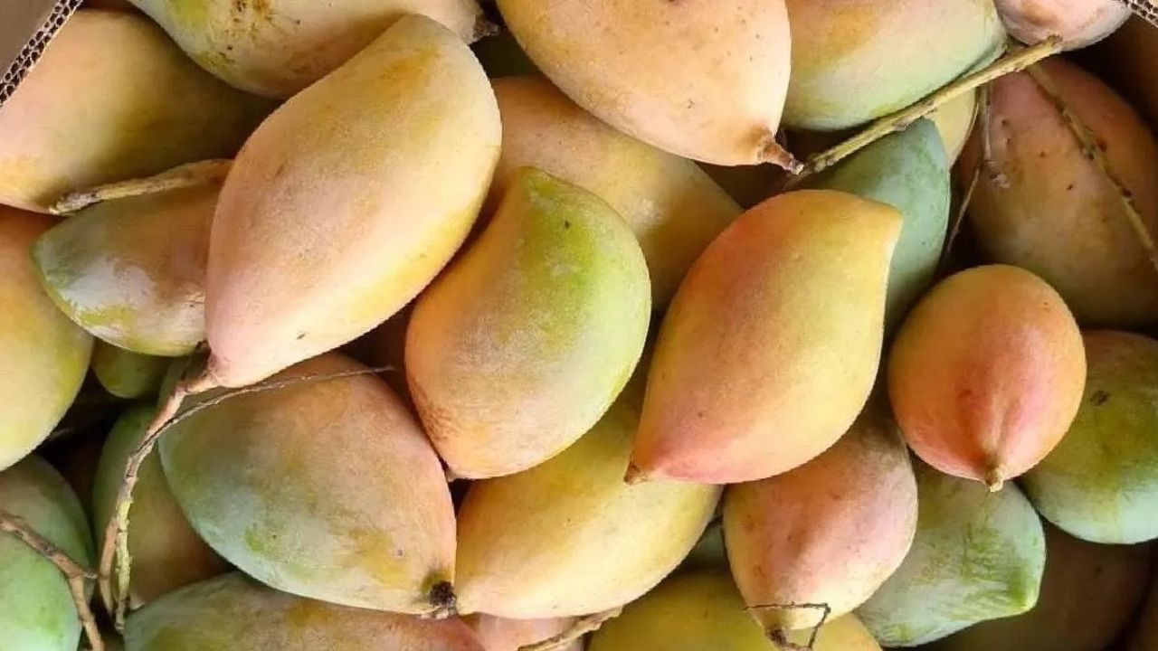 Karnataka Mangoes Global Market First Air Consignment Leaves For Maldives