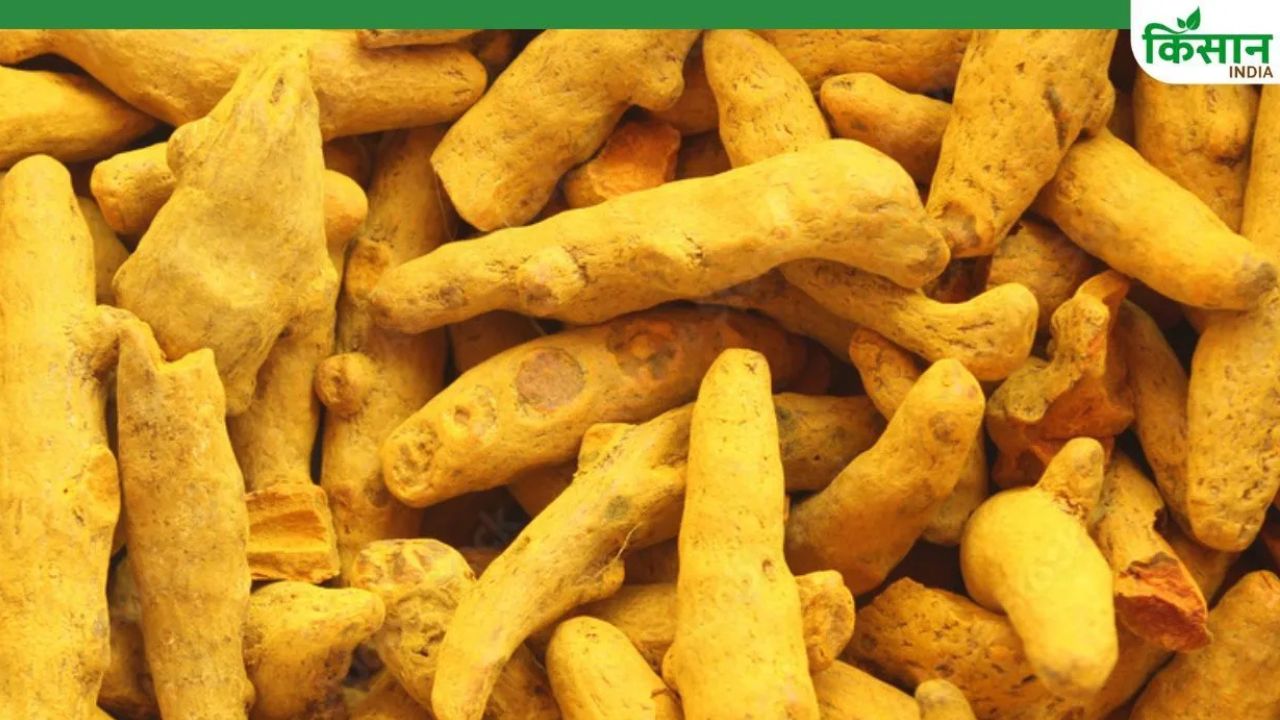 Turmeric Price Hike Turmeric Has Become More Expensive Prices Have Risen Rs 50 Per Kg In 10 Days