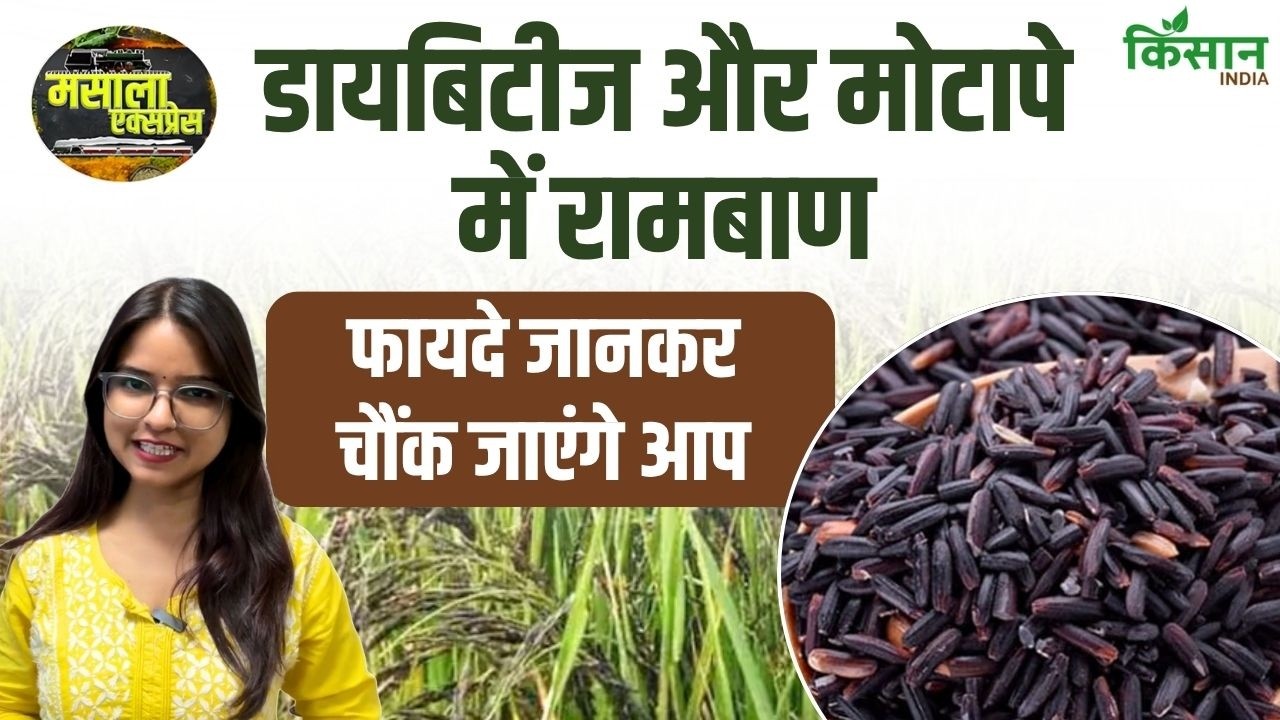 Black Salt Rice Considered Beneficial Diabetes And Obesity Find Out Why Its Popularity Rising Rapidly