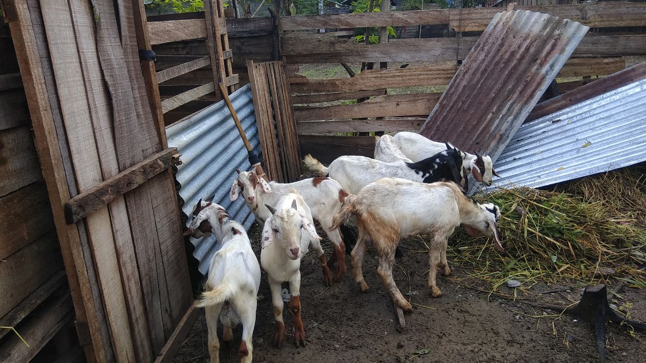 Goat Farming Tips For Changing Weather Increase Profit Reduce Loss