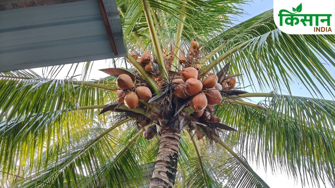 Bihar Coconut Plant Distribution Scheme 75 Percent Subsidy For Farmers