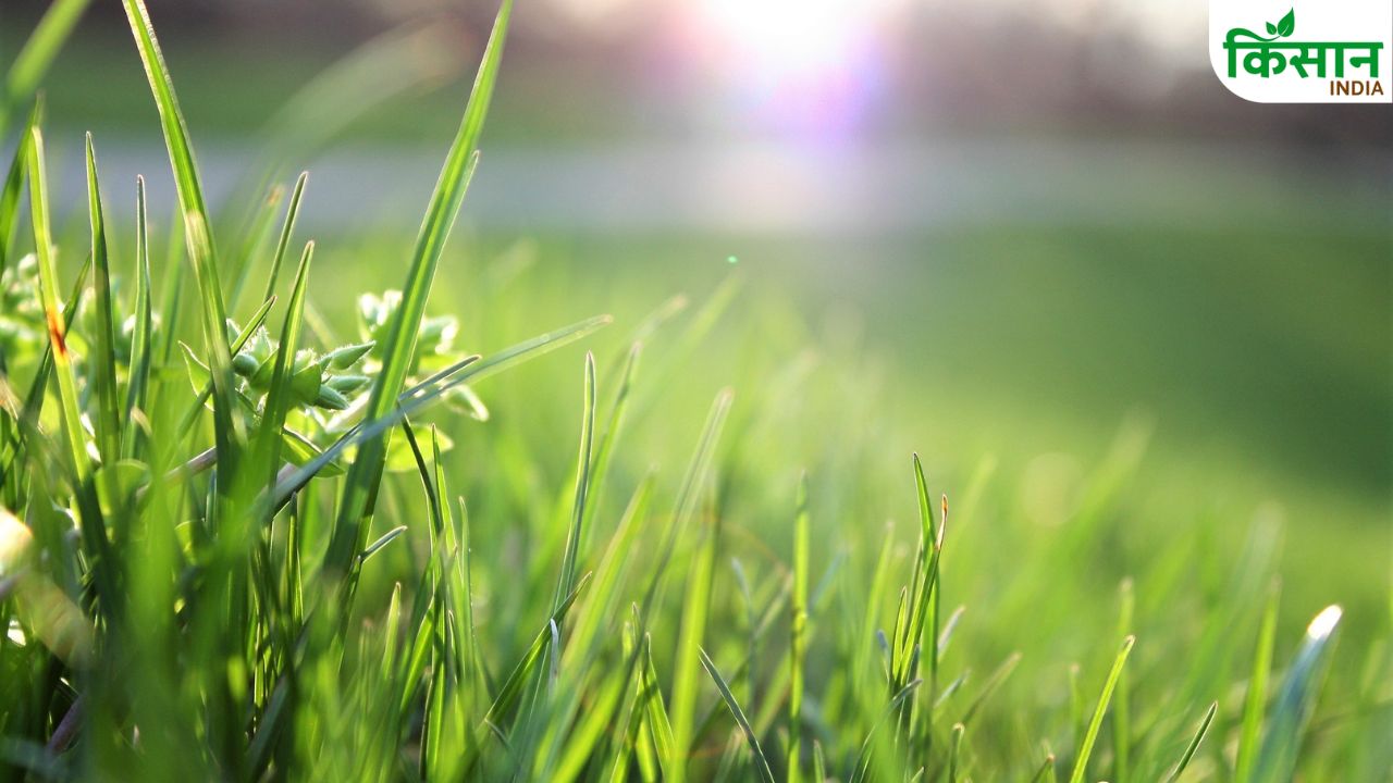 Monsoon Doob Grass For Cattle Natural Fodder Milk Production Benefits