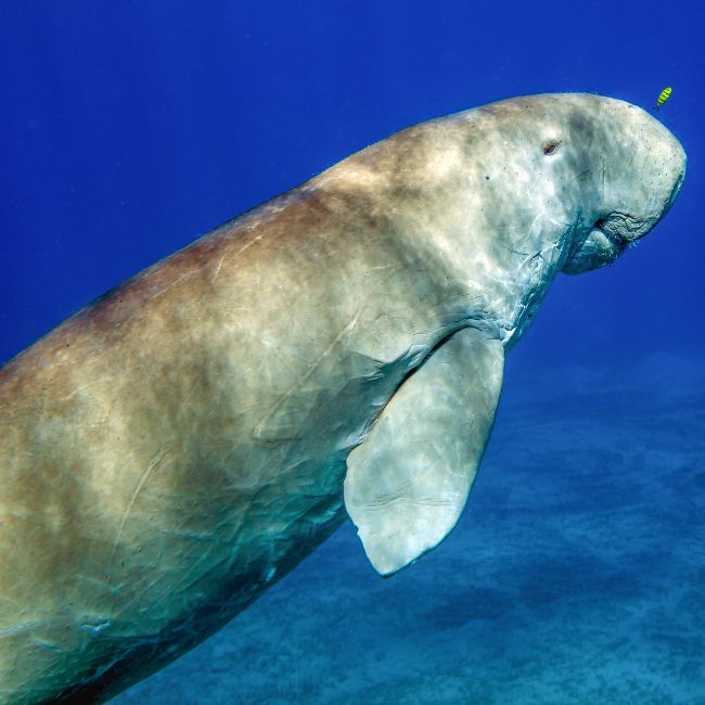 Dugong conservation, sea cow, Dugong, marine life, Ministry of Jal Shakti, India's marine life