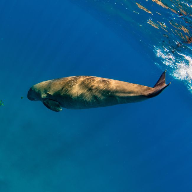 Dugong conservation, sea cow, Dugong, marine life, Ministry of Jal Shakti, India's marine life