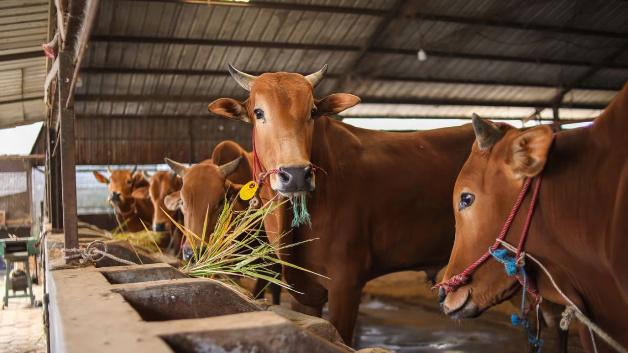 Monsoon Alert Deadly Cattle Diseases Warning Signs And Prevention