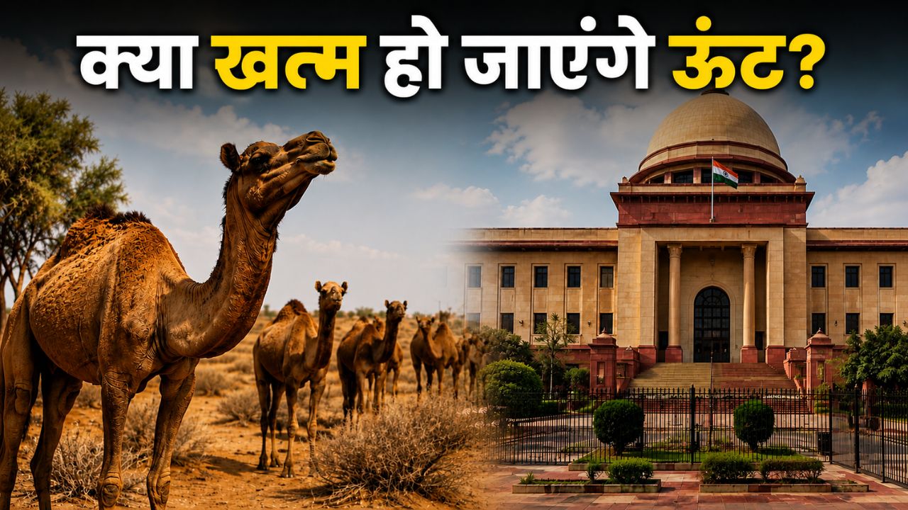 Rajasthan Camel Population Drops From 15 Lakh To 1 Lakh High Court Seeks Government Response