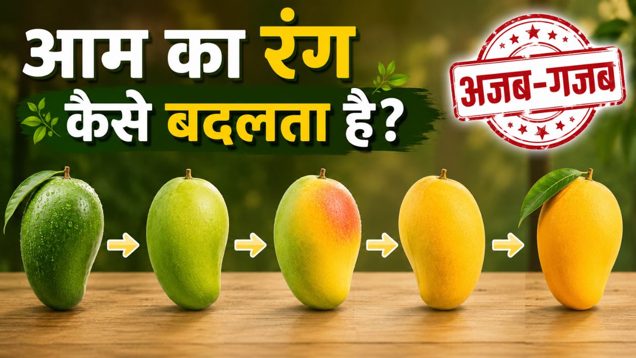 Why Green Mango Turns Yellow And Sweet Science Behind Mango Ripening