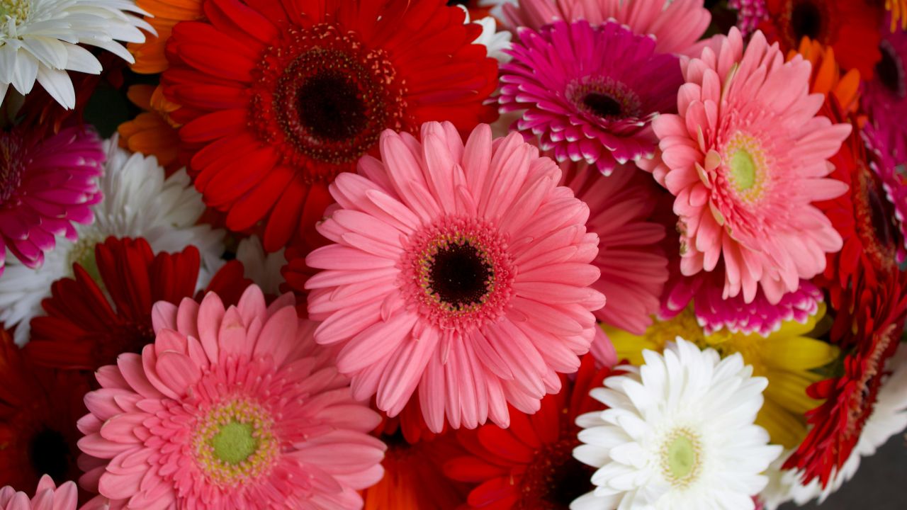 Polyhouse Gerbera Farming Profit One Time Planting 3 4 Years Flower Production