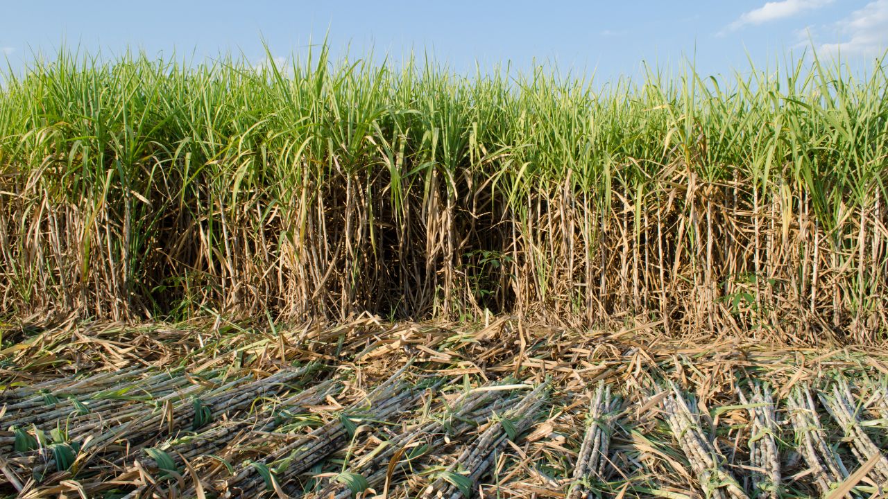 Trench Method Sugarcane Farming High Yield Variety Profit Mills Demand